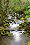 Roaring Fork In Spring, Tennessee