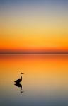Great Blue Heron at Sunset, Port Aransas, Texas