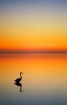 Great Blue Heron at Sunset, Port Aransas, Texas