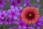 Phlox And Indian Blanket Near Devine Texas