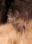 A White Tailed Deer Stays On Alert