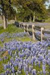 Lone Oak Tree Along Fenceline With Spring Bluebonnets, Texas