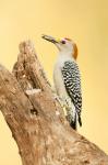 Golden-Fronted Woodpecker Eating A Seed, Linn, Texas
