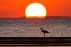 Sunset, Great Blue Heron, Laguna Madre, Texas