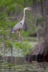 Great Blue Heron bird, Caddo Lake, Texas