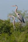 Great Blue Heron, pair in habitat, Texas