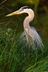 Great Blue Heron, stalking prey in wetland, Texas