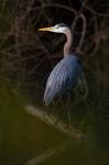 Great Blue Heron roosting, willow trees, Texas