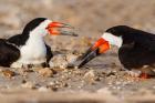 Black Skimmers And Chick
