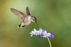 Black-Chinned Hummingbird Feeding