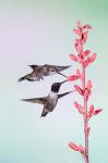 Two Black-Chinned Hummingbirds Feeding