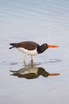 American Oystercatcher Drinking