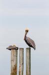 Brown Pelicans Resting On Piling