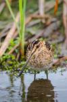 Common Snipe Adult Feeding In Marsh