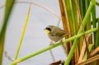 Common Yellowthroat In A Freshwater Marsh Habitat