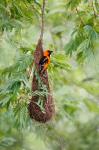 Altamira Oriole At Its Nest