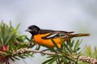 Baltimore Oriole Perched