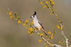 Black-Crested Titmouse Perched In A Huisache Tree