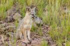 Gray Fox On A Hillside