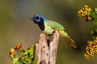 Green Jay Perched