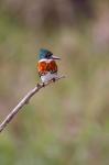 Green Kingfisher On A Hunting Perch