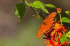 Gulf Fritillary Butterfly On Flowers