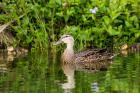 Mottled Duck Hen And Young Feeding