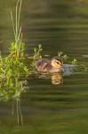 Mottled Duckling In A Pond