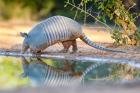 Nine-Banded Armadillo Drinking