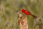 Northern Cardinal Challenging A Pyrrhuloxia