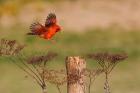 Northern Cardinal Landing On A Perch