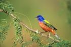 Painted Bunting Perched