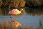 Roseate Spoonbill, South Padre Island, Texas