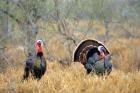 Rio Grande Wild Turkeys