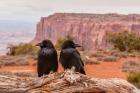 Pair Of Ravens On A Log
