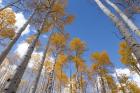 Autumn Aspen Trees In The Fishlake National Forest, Utah