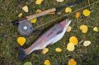 Rainbow Trout And Fly Rod