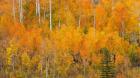 Autumn Forest Landscape Of The Manti-La Sal National Forest, Utah