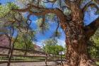 Old Cottonwood Tree And Fence