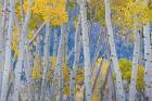 Aspen Trees In Autumn At Fishlake National Forest, Utah