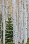 Conifer Tree In An Aspen Forest