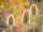 Backlit Teasel Weeds