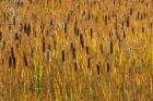 Cattails In Field