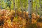 Bracken Ferns And Aspen Trees, Utah