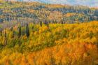 Manti-La Sal National Forest In Autumn, Utah