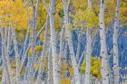 Aspen Trees In Autumn, Utah