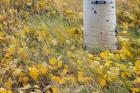 Aspen Leaves In Grass