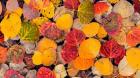Autumn Aspen Leaves In A Pool