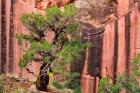 Juniper Tree And A Cliff Streaked With Desert Varnish, Utah