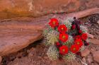 Red Flowers Of A Claret Cup Cactus In Bloom